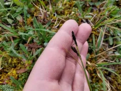 alpine tundra sedge thumbnail 4