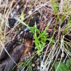 pygmy gentian thumbnail 2