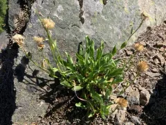 Cascade Fleabane thumbnail 4