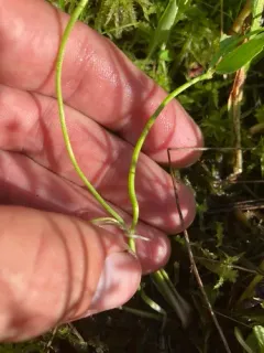 Gorman's Buttercup thumbnail 3