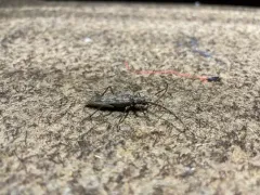 Wavy Longhorn Beetle thumbnail 2