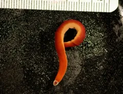 Chevron Ribbon Worm thumbnail 2