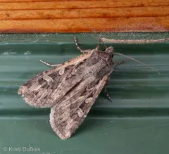 Army Cutworm Moth thumbnail 4