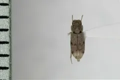 Lepidocnemeplatia sericea thumbnail 1