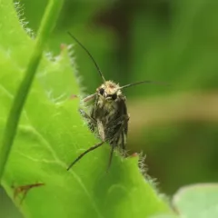 Greya variabilis thumbnail 4