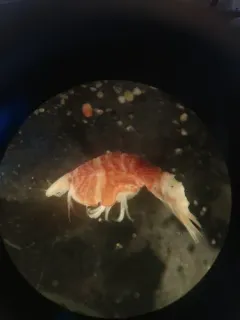 Thorlaksonius grandirostris thumbnail 2