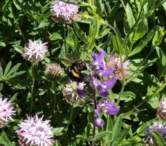 Western Carpenter Bee thumbnail 2