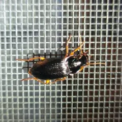 Pennsylvania Dingy Ground Beetle thumbnail 2