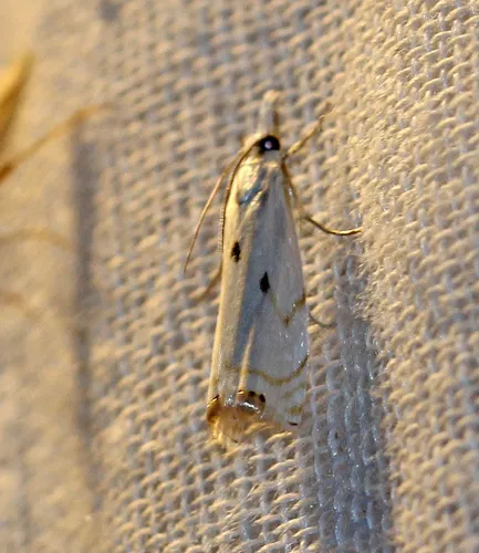 Gold-striped Grass-veneer