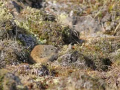 Nearctic Brown Lemming thumbnail 3