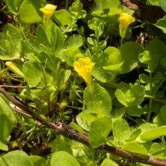 primrose monkeyflower thumbnail 3