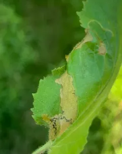 Blackthorn Blister Moth thumbnail 2