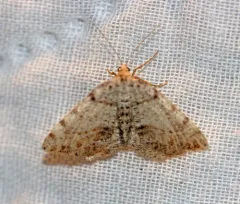 Macaria exauspicata thumbnail 2