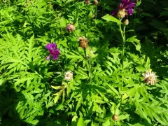 Persian knapweed thumbnail 4