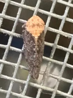 Paraphlepsius fulvidorsum thumbnail 2