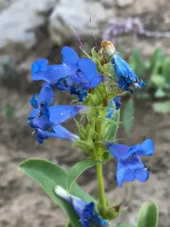 Cache beardtongue thumbnail 1