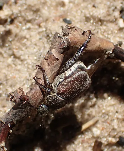 Hoplia laticollis