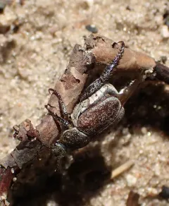 Hoplia laticollis thumbnail 1