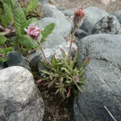 Purple Fleabane thumbnail 3