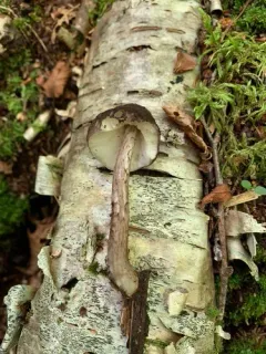 Pluteus rangifer thumbnail 2