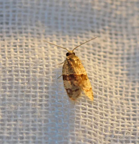 Garden Tortrix