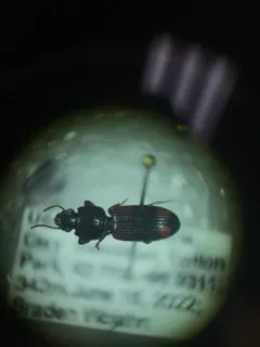 Greater Tail-light Carabid thumbnail 4