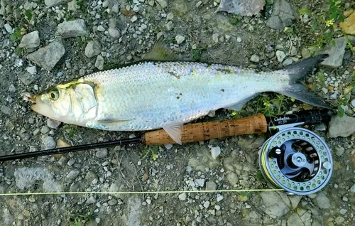 Skipjack Shad