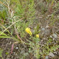 McKay's Western Bumble Bee thumbnail 2