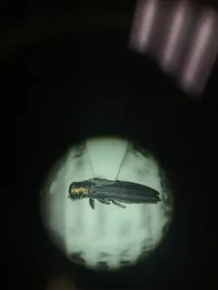 Agrilus fulgens thumbnail 1