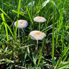 pleated inkcap thumbnail 2