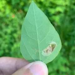 Macrosaccus morrisella thumbnail 4
