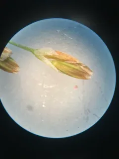 Water Whorl-grass thumbnail 3