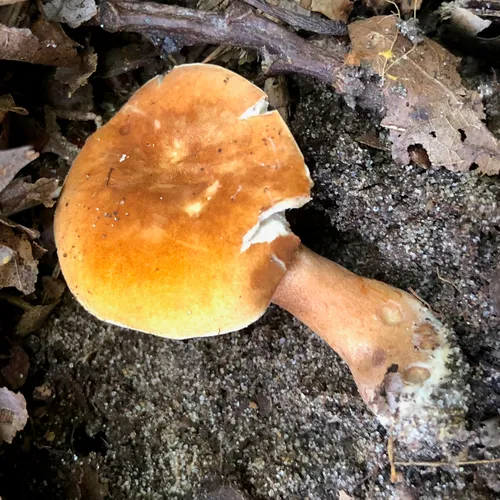 Chestnut Bolete