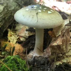 Brown American Star-footed Amanita thumbnail 2