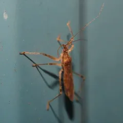 Lasiomerus annulatus thumbnail 2
