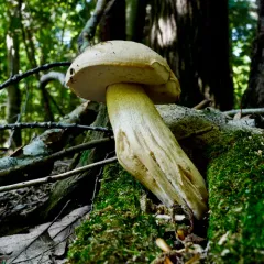 Bitter Bolete thumbnail 4