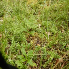 mountain bladder-fern thumbnail 3