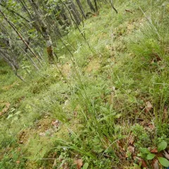 Bulrush Sedge thumbnail 3