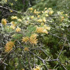 Spruce-Labrador tea needle rust thumbnail 2