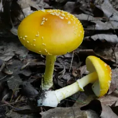 Frost's Amanita thumbnail 4