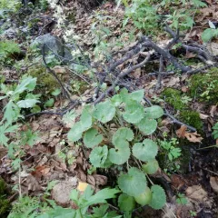Spiked Saxifrage thumbnail 2