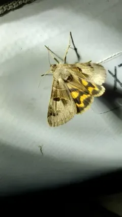 Drasteria edwardsii thumbnail 2