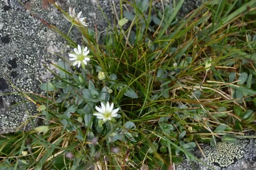 Alaska Starwort