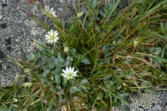 Alaska Starwort thumbnail 1