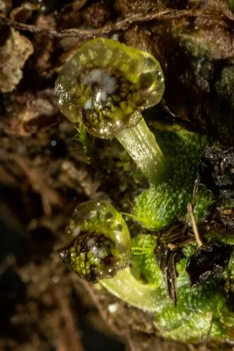 Marchantia romanica