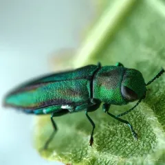 Anthaxia quercata thumbnail 3