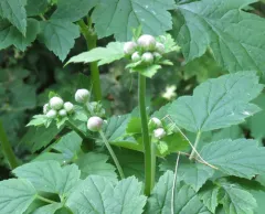 Hubei Anemone thumbnail 3