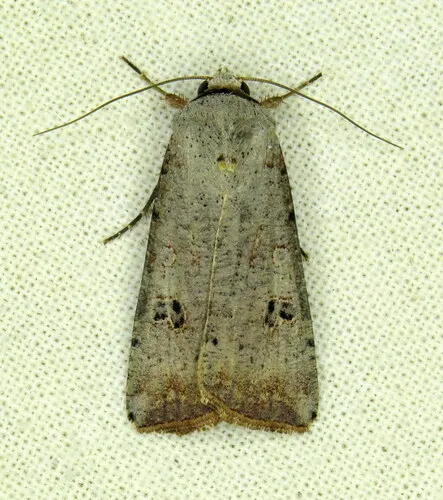 Green Cutworm Moth