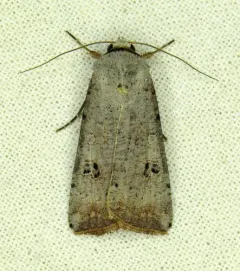 Green Cutworm Moth thumbnail 1