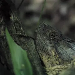 Common Snapping Turtle thumbnail 4